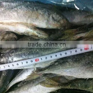 Mackerel Frozen on Board Trachurus Japonicus thumbnail-1