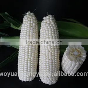 Fresh Corn thumbnail-2