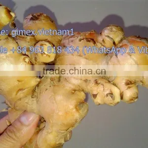 VIET NAM FRESH GINGER NEW HAVEST 2016 thumbnail-1