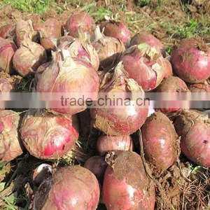 Factory Price Manual Onion Planter thumbnail-2