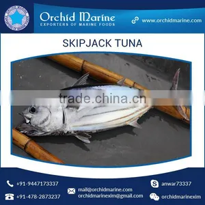 Frozen Skipjack Tuna Whole Round Frozen Tuna Fish Price thumbnail-3