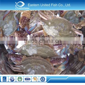 Seafood Wholesale Health High Quality Swimming Crab thumbnail-1