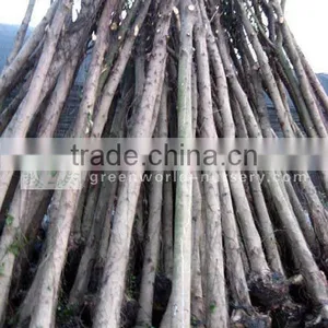 Ficus Nitida thumbnail-1
