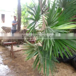 Trachycarpus Fortunei Nice Leaves thumbnail-1