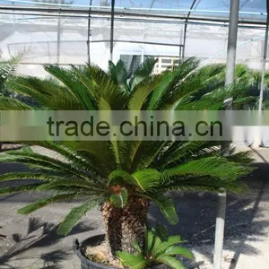 Cycas Revoluta thumbnail-2