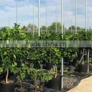 Orange Tree - Citrus Sinensis thumbnail-4