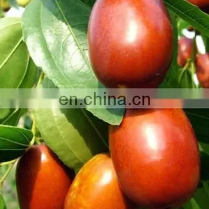 Dates Syrup Making Machine/Dates Molasses Making Machine thumbnail-5