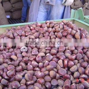 Chestnuts Export thumbnail-1