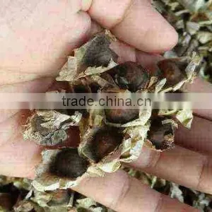 Moringa Seeds thumbnail-1