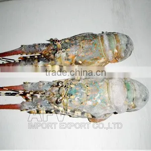 FRESH / FROZEN Lobster Vietnam, Panuliru Ornatus thumbnail-1