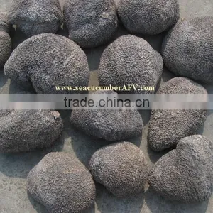 Ball Sea Cucumber Vietnam, Pingpong Fish, Holothuria Spp thumbnail-4