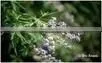 Nirgundi Extract ( Oil Soluble ) thumbnail-1