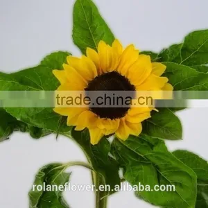 Most Popular Promotional Flower Wholesale Small Sunflower thumbnail-5