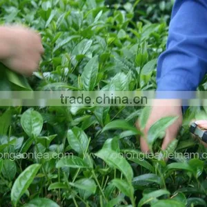 Vietnam High Quality Black Tea thumbnail-4