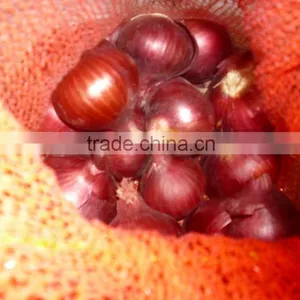Fresh Onion thumbnail-1