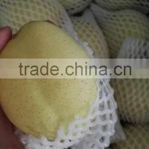 New Crop Thailand Fruit Farm ya Pear thumbnail-4