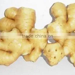 2016 Chinese Fresh Ginger for Hot Selling thumbnail-3