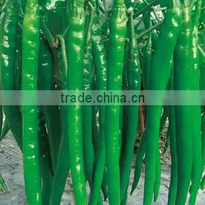 High Yield Long Pepper Seeds Chinese Vegetable Seeds for Growing-Xin Guan No.3 thumbnail-1