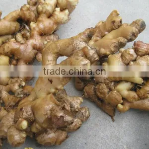 2014 NEW CROP FRESH GINGER thumbnail-1