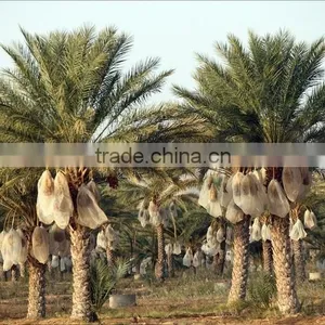 Organic Standard Dates Unbranched, High Quality Standard Dates "Deglet Noor" Category, Organic Standard Dates Fruit 1 Kg thumbnail-5