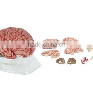 Brain With Arteries 9 Parts thumbnail-1