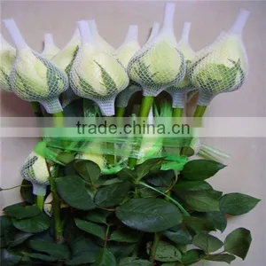 Long Stem Flowers Fresh Cut Flowers With Competitive Price thumbnail-1