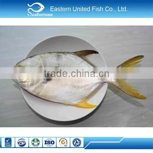 New Arrival IQF High Quality Frozen Golden Pompano Fish thumbnail-1