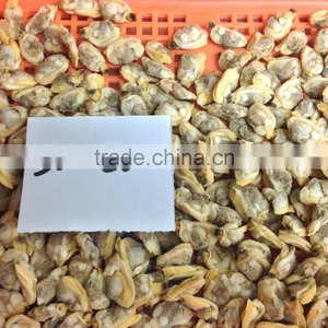 High Quality Frozen Baby Clams Without Shell thumbnail-2