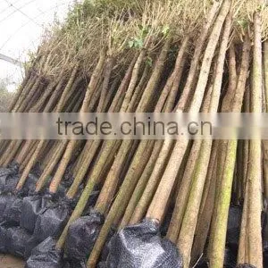 Ligustrum Lucidum Outdoor Project Cold Hardy Trees thumbnail-1