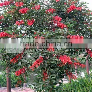 Erythrina Crista Flower thumbnail-1