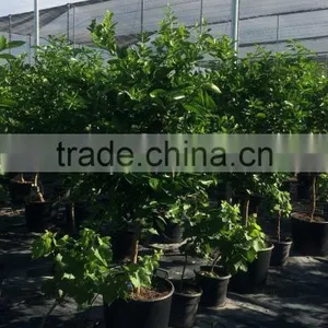 Mandarine Tree - Citrus Reticulata thumbnail-2
