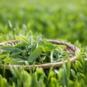 Green Tea thumbnail-2