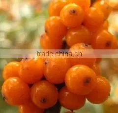 Factory Price High Purity Seabuckthorn Seed Oil thumbnail-1