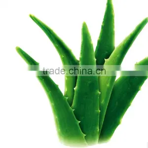 Animate Aloe Vera Facial Oil Animate Aloe Vera & Vitamin Facial Oil thumbnail-1