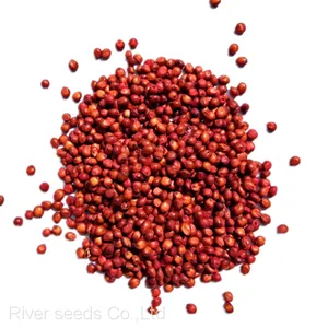 Wholesale Price Sudangrass Seeds Argriculture Hybrid Sorghum Sudan Grass Seed for Sale thumbnail-1