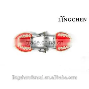 Hot Sell Dental Teeth and Jaw Study/teeth Jaw Model thumbnail-2