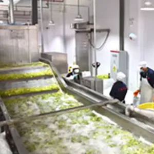 Automatic Frozen Fruit & Vegetable Processing Line Frozen Asparagus Production Line thumbnail-1