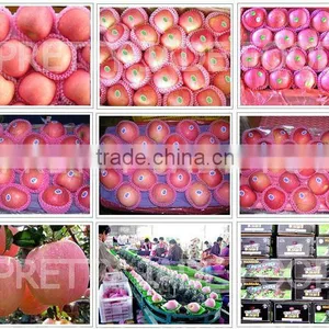 Fuji Apple Exporter thumbnail-1