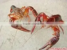 Denitration Product for Fish Pond Water Treatment thumbnail-2