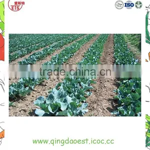 Organic Green Vegetables Fresh Cauliflower From China thumbnail-6