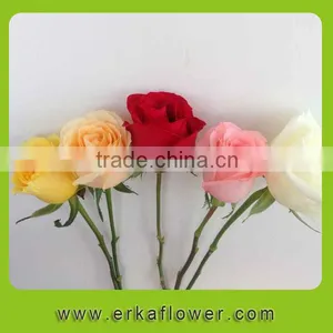High Quality Hot Selling Factory Direct Sale Importers thumbnail-4