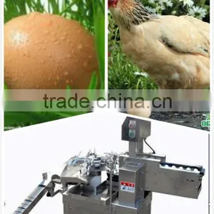 China Newest Automatic 3000pcs/h Stainless Egg Breaking Machine/egg Breaker(008613823737025) thumbnail-1