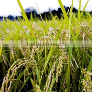 Suvimie Traditional Rice (Suwandel) thumbnail-3