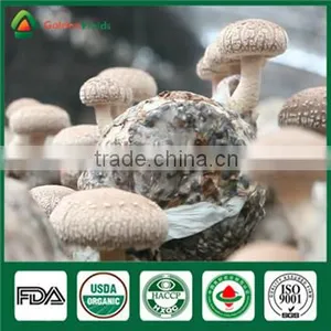 China Wholesale Supplier Fresh Organic Green Shiitake Mushroom Growing Log Kit thumbnail-1