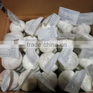 New Season Normal White Garlic thumbnail-1