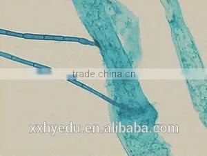 Agronomy Microscope Prepared Slides , Economy Crop Prepared Slide,stem Prepared Slides You Can Choose From thumbnail-2