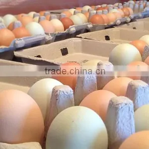 Fresh Table Eggs White and Brown thumbnail-2