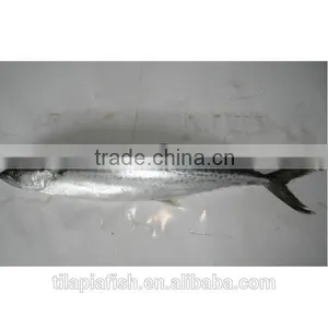 Good Quality Bulk Frozen Foods for Sale thumbnail-1