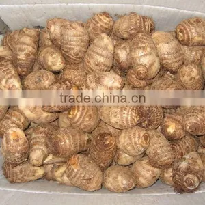 Taro thumbnail-1