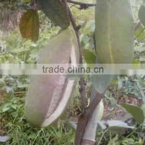 High Quality Rare Fruit Tree Seeds For Planting Holboellia Latifolia Wall Seeds thumbnail-4